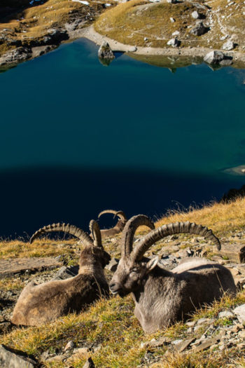 Stambecchi in montagna