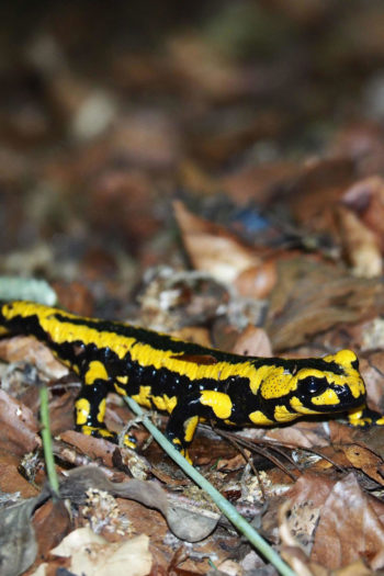 Salamndra su delle foglie