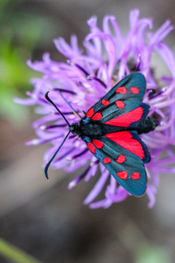 Farfalla su un fiore