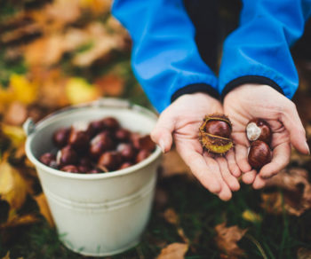 Un bambino colleziona castagne