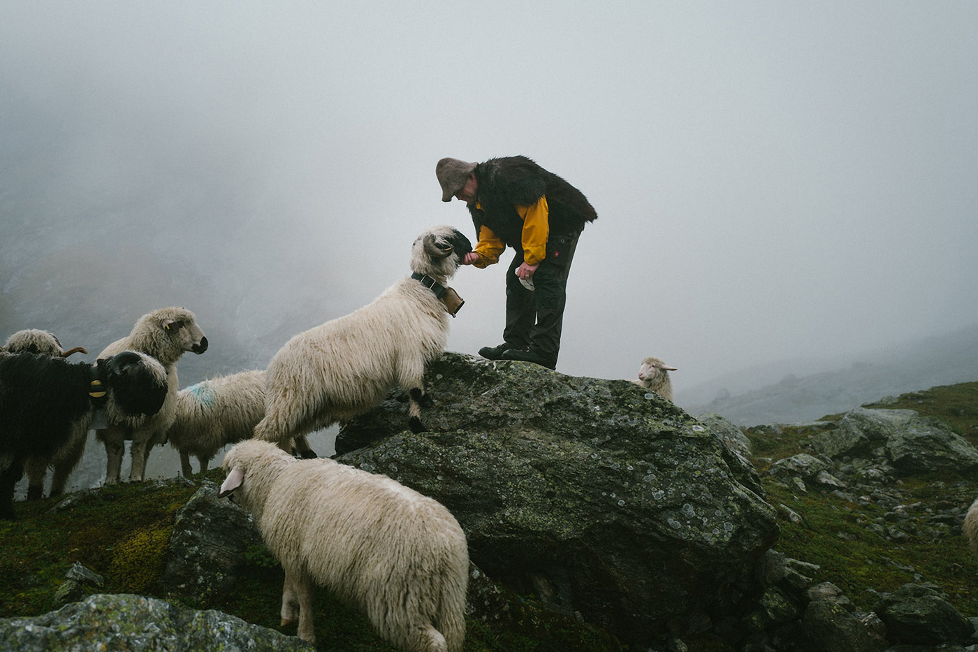 La lana della linea Merino Fleece Plus deriva da pecore di montagna svizzere.